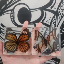 Butterflies In Resin 