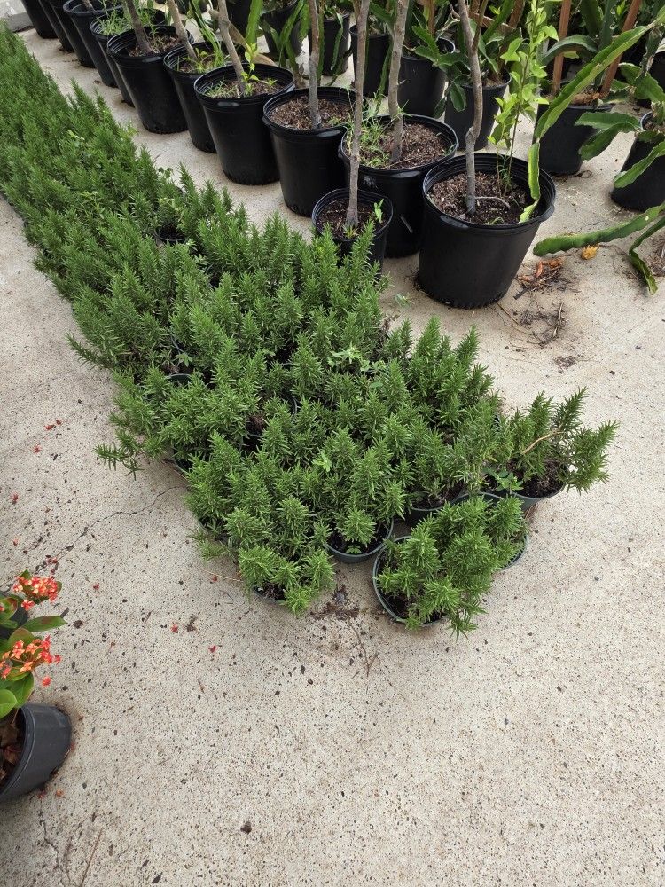 Rosemary Plants