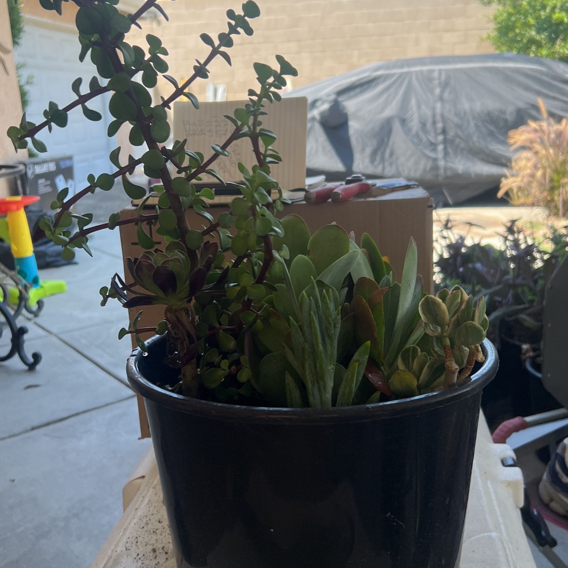 Succulents Plants