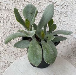 6 Inch Pot Succulent Plant - Cotyledon Orbiculata - Silver Pig’s Ear - White Lady - Rooted & Established - 🪴- Drought Resistant
