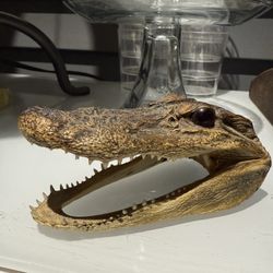 Gator Head