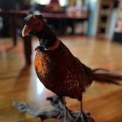 Vintage Taxidermy pheasant 