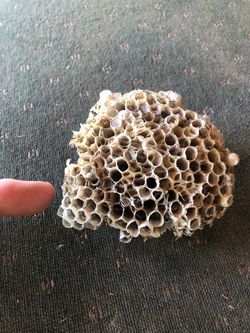 Wasp nest - dormant