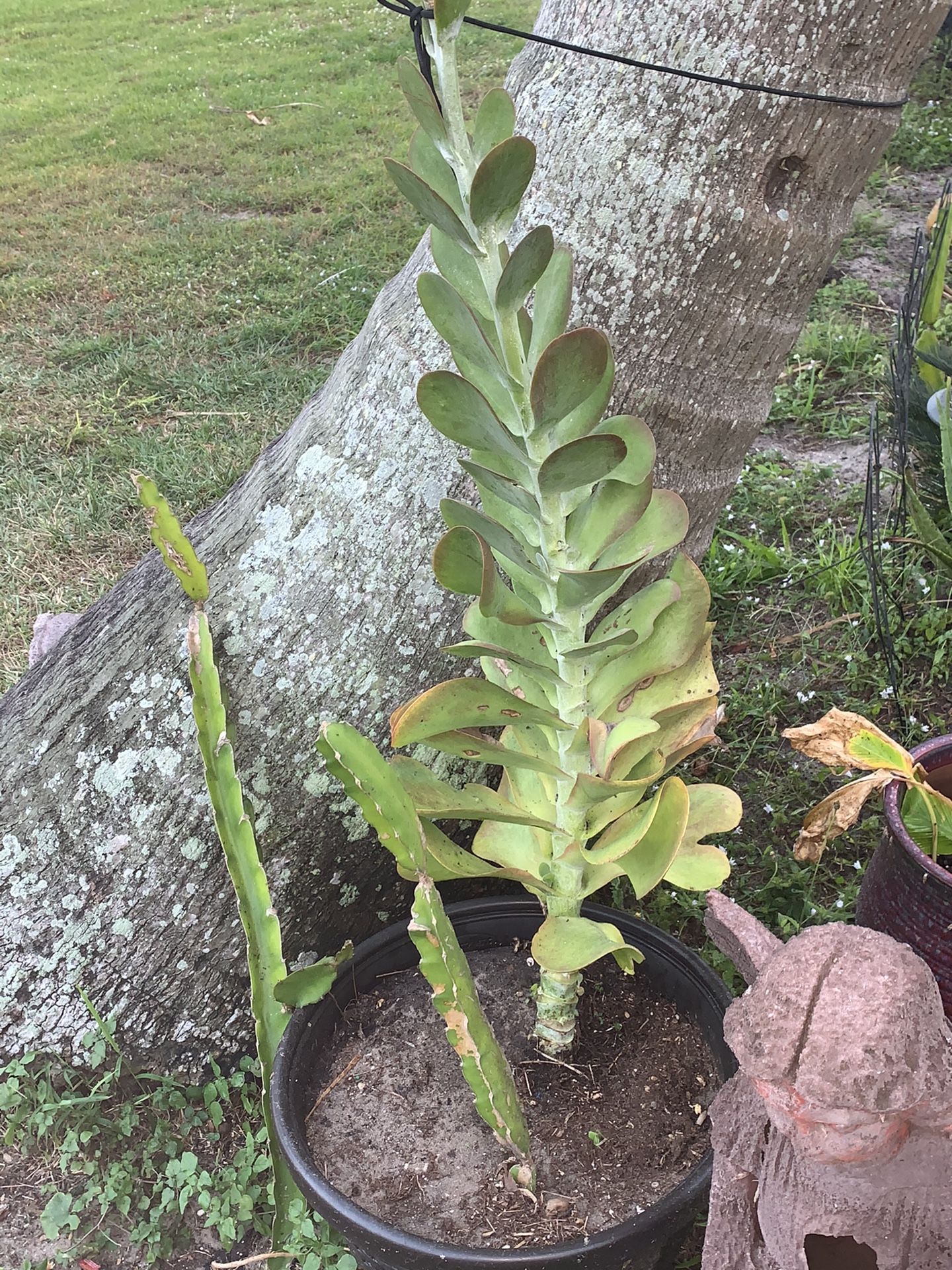 Avocado plants , paddle plants, and dragon fruit cutting plants