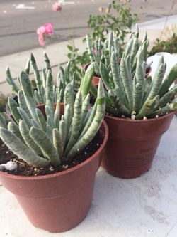 Succulents 4”