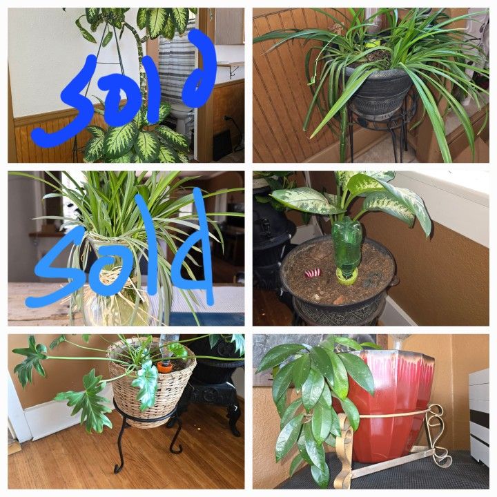 House Plants