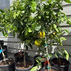 Citrus trees for sale
