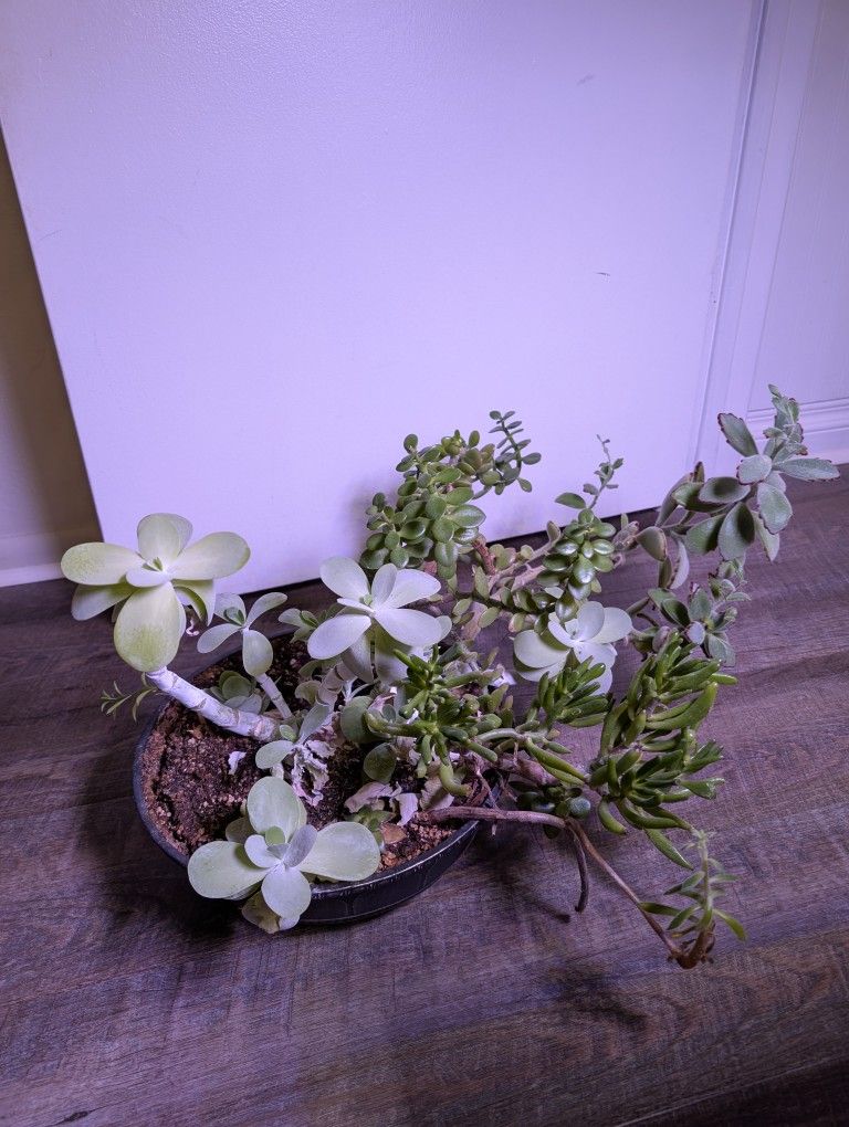 Large Assortment of Succulents