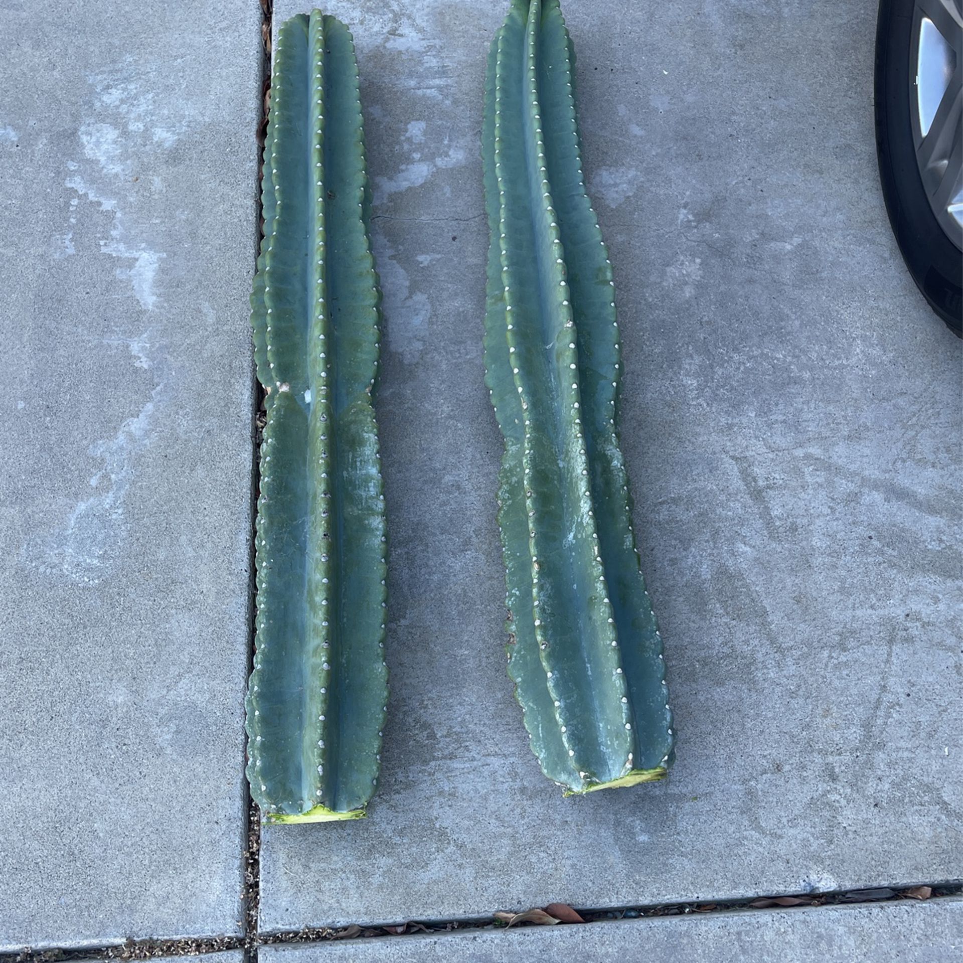 Adult Cutting of these  Flowering San Pedro Cactus .  Get them While they last . 