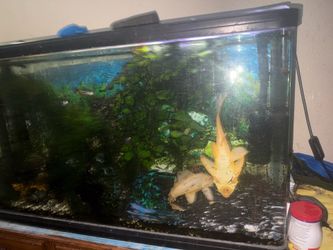 Aquarium full set up