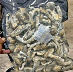 Shrooms🍄