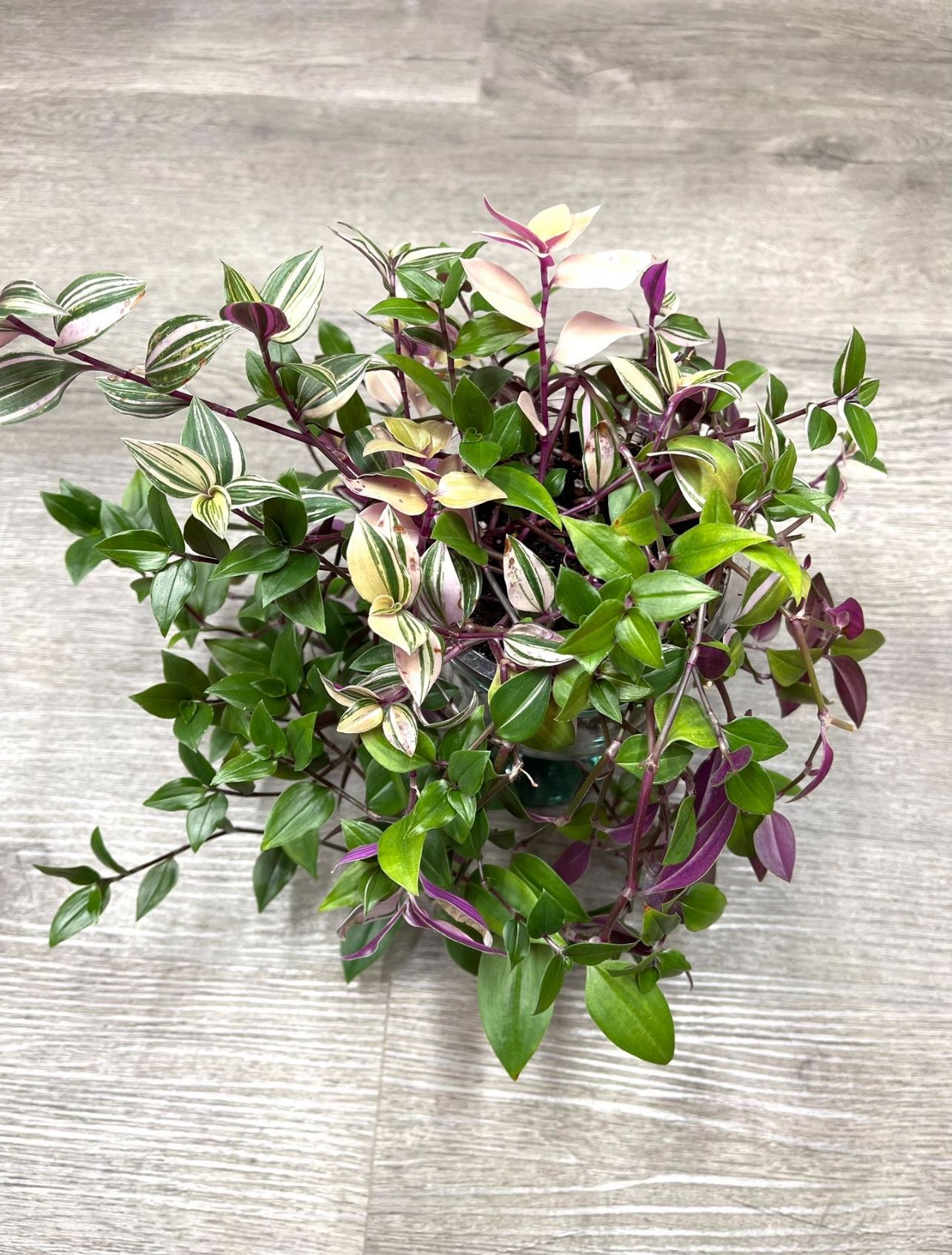 Tradescantia, Inch Plant, Easy To Care House Plant .