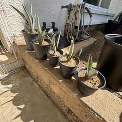 Best offer Agave Tequilana plants