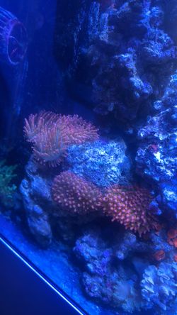 RBTA reef decoration