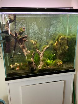 55 gallon show aquarium