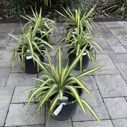 Yucca filamentosa color guard