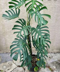 4” monstera sierrana Mexican form (  first pic when mature )