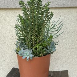 Assorted Succulent Plants 