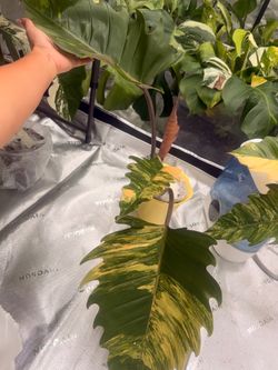 Philodendron Caramel Marble Var.Big Size