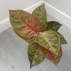 Aglaonema Hughes 