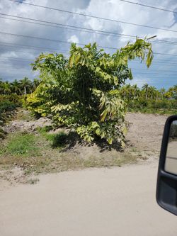 Multi-trunk Fishtail Palms Great For Privacy