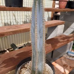 🌵 Rooted Blue Torch • Philocereus 🌵
