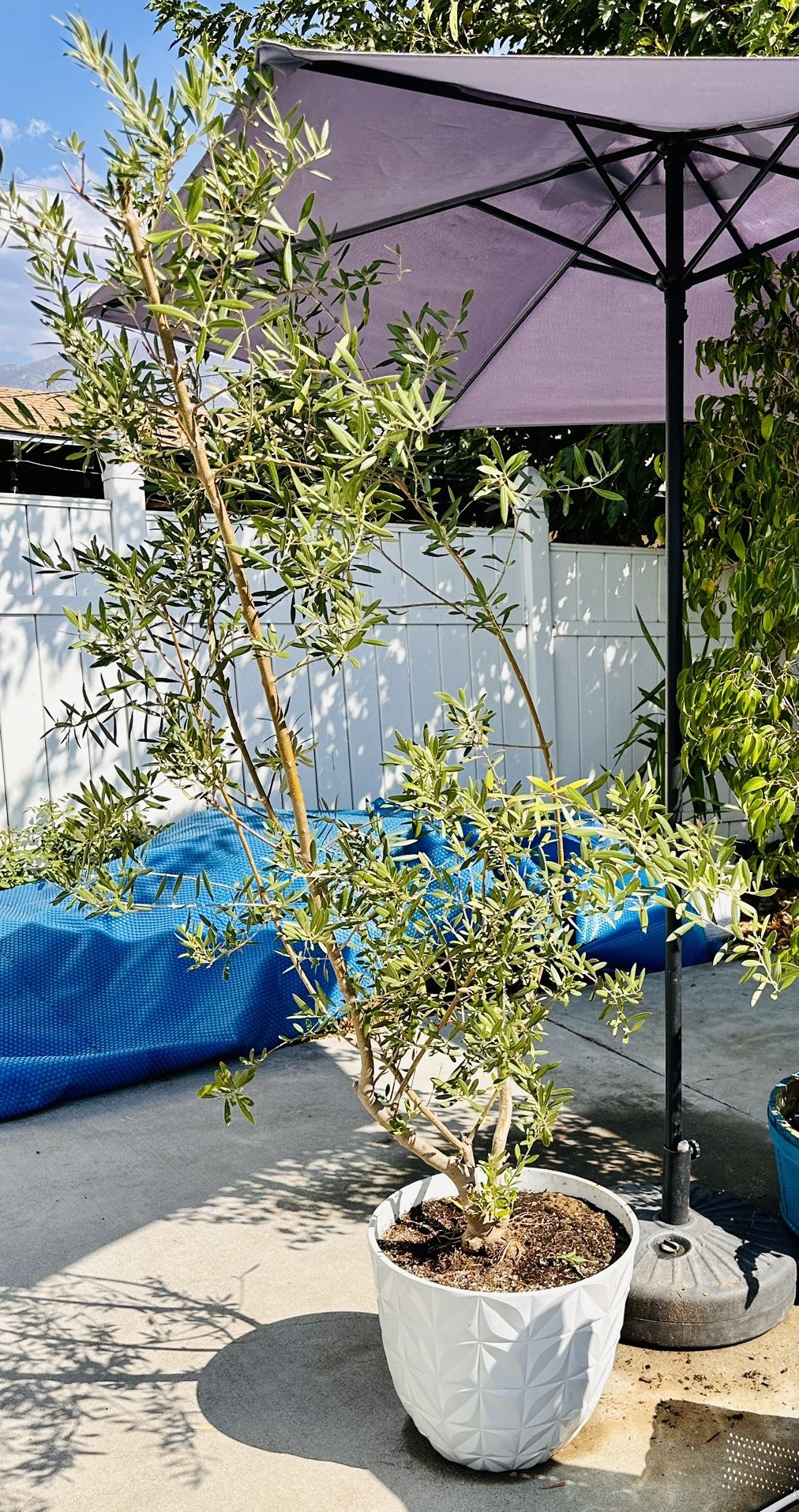 Olive Plant In Large White Modern Plastic Pot