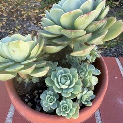 Beautiful Succulent Plant 