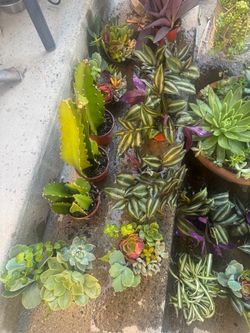 Beautiful plants in small pots , price for each pot $2.50