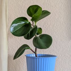 Healthy Beautiful Indoor Plant(Peperomia)