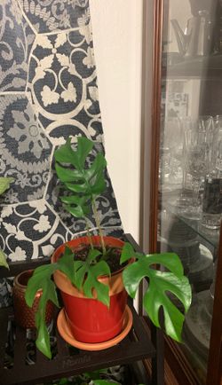 Tetrasperma aka “mini monstera”