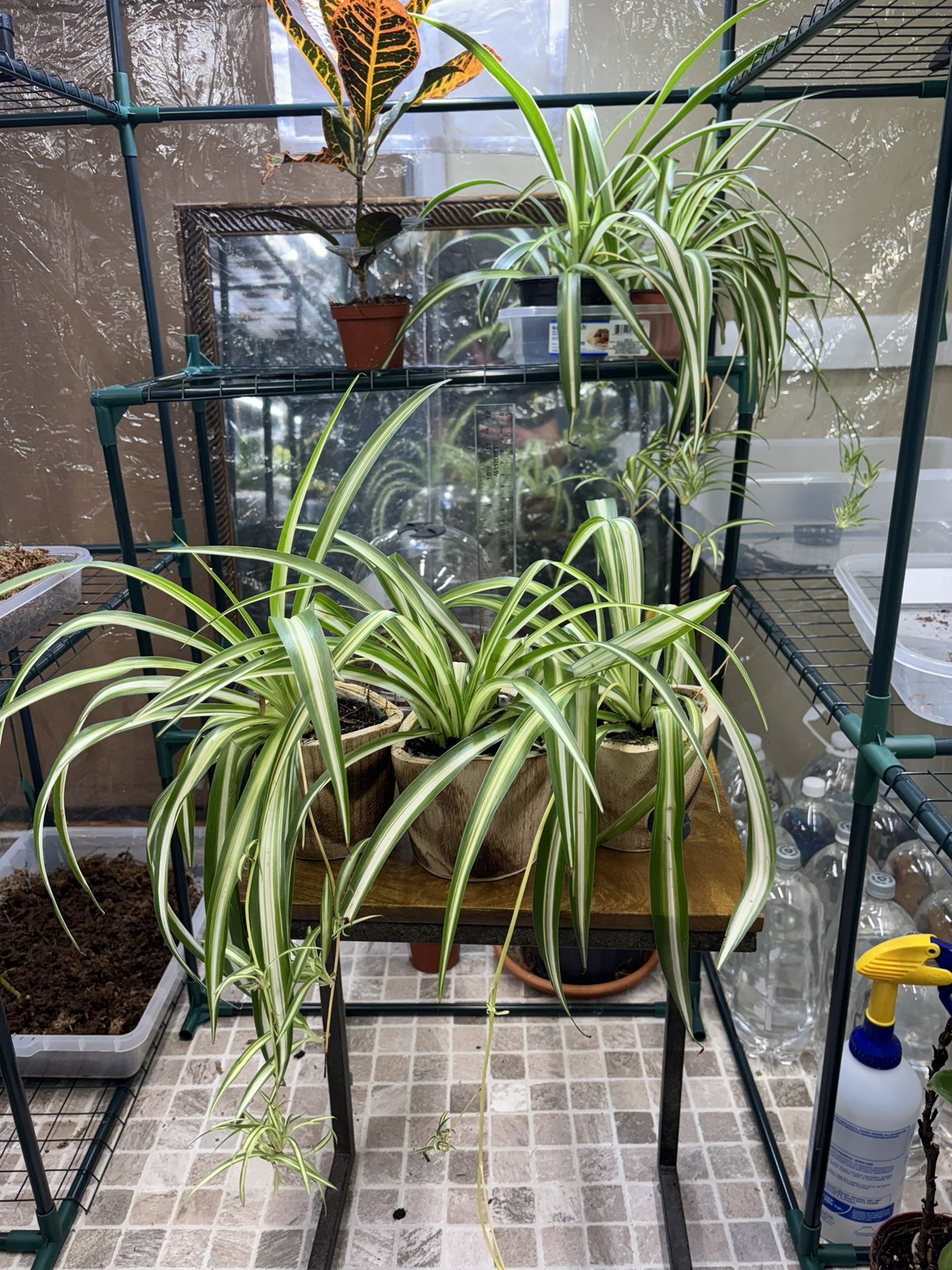 Three Spider Plants 