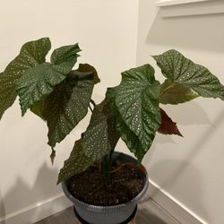 Living Polka Dot Begonia plant 