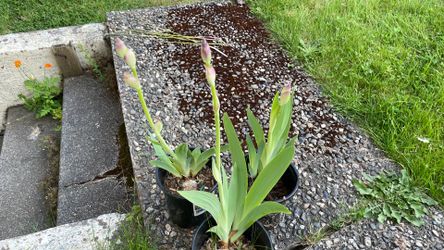 Tall bearded iris