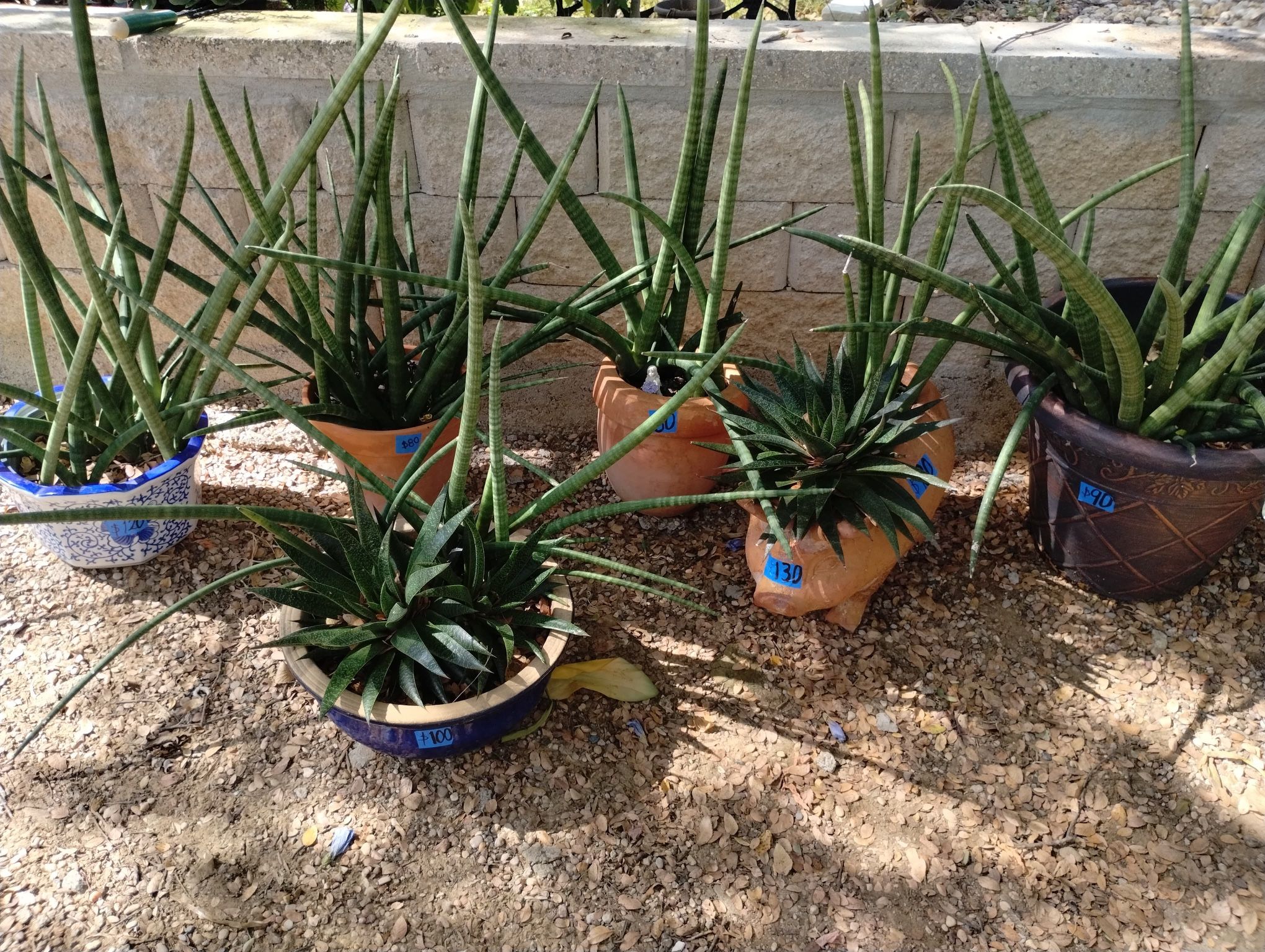 lots plants for sales