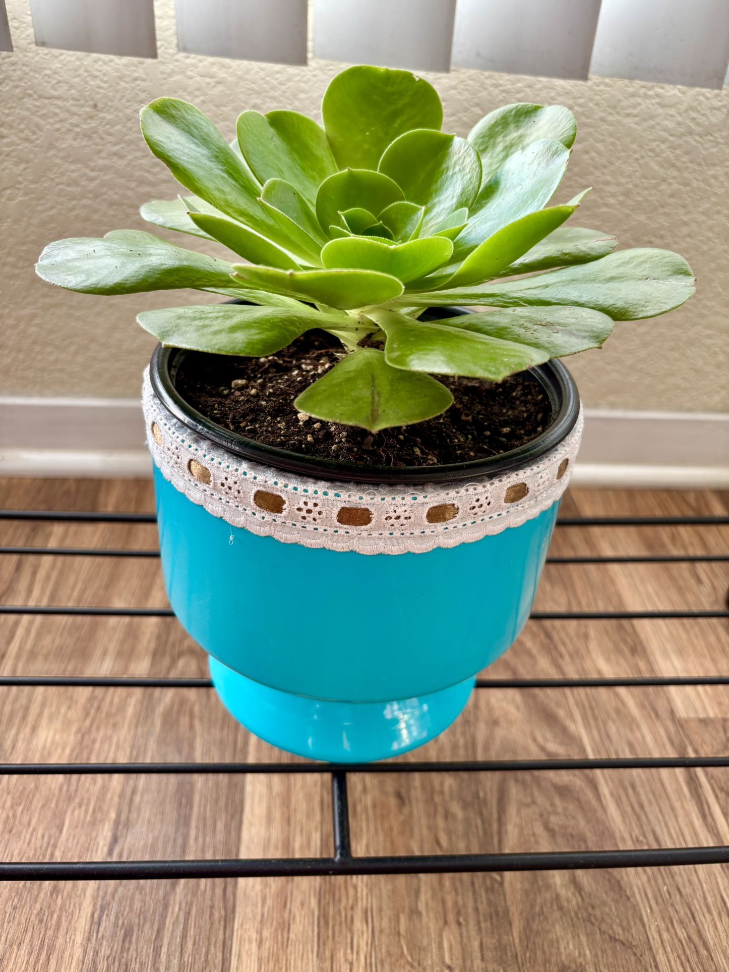 Succulent in a stylish blue ceramic pot