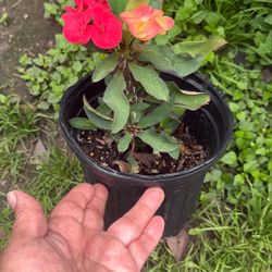 Corona De Cristo De Semilla 