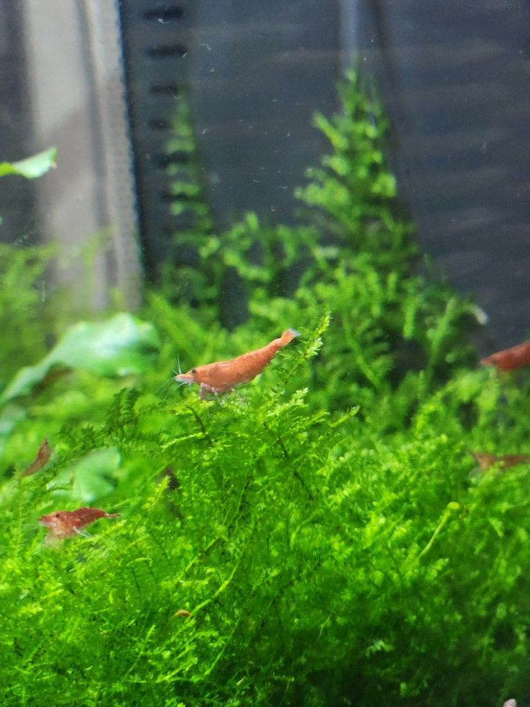 Aqvarium Shrimps (Red)/moss