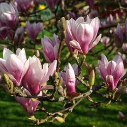 2 Types Of Magnolia Trees —