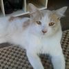 Nazeer