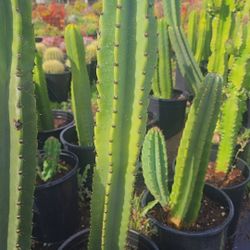 Peruvian Apple Cactus