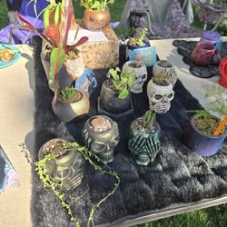 Craft N Plant Sale