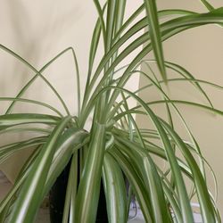 Spider Plant (live)