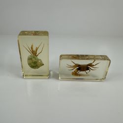 2 Vintage Resin Specimens Hermit Crab & Fiddler Crab Encased Paperweight Display