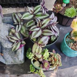PLANT SALE TODAY SATURDAY IN SAN LORENZO. HUGE SELECTION  CONTACT ME TODAY