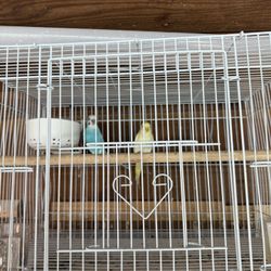Medium Bird Cage 