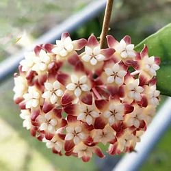 Hoya Calistrophylla Crocodile Leaves