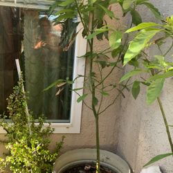 Avocado Tree 