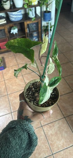 Syngonium albo