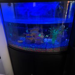 Fish Tank 